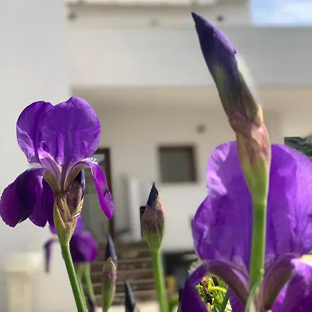 Panzió Rreze Dielli 3*