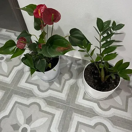 Rreze Dielli Alojamento de Acomodação e Pequeno-almoço 3*